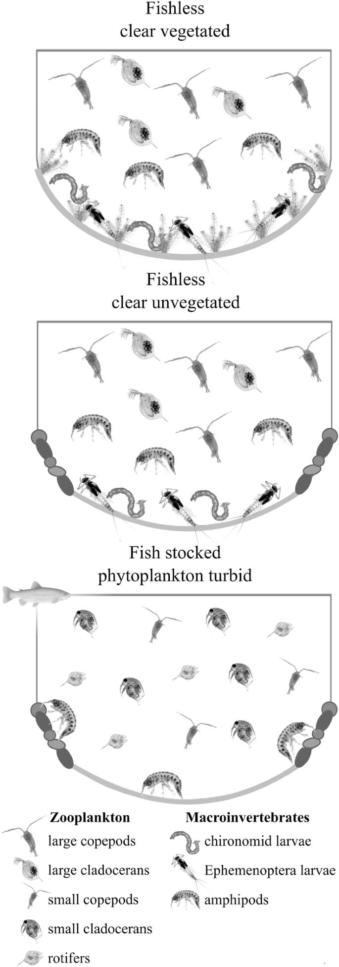 Introduced European smelt (Osmerus eperlanus) affects food web and fish  community in a large Norwegian lake