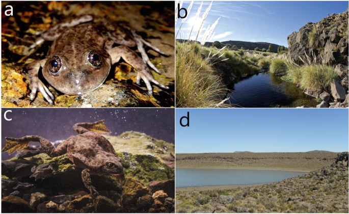Amphibians and Waterbirds as Bridges to Conserve Aquatic, Wetland and  Terrestrial Habitats in Patagonia | SpringerLink
