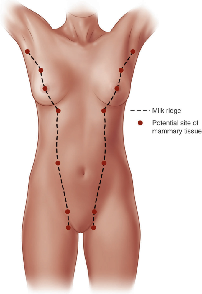 The Mammary Glands - Medika Life :: Understanding Human Anatomy