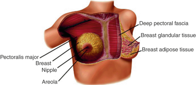 Breast Anatomy