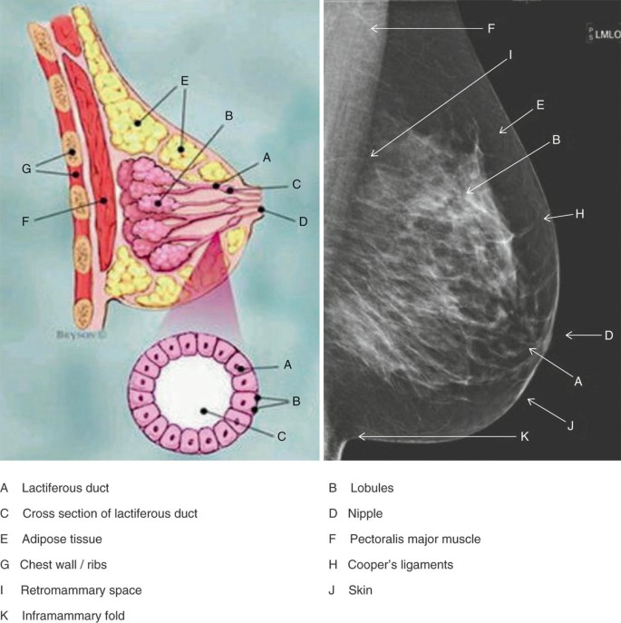 Breast Anatomy (1/5), Situation, Extent & Structure of Breast