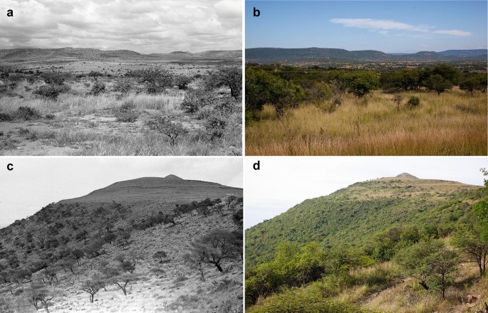 4 photographs. a and b. Grassland with a few trees lining the back and small mountain range behind. c and d. A mountain with trees on its slope. b and d have more trees than in a and c.