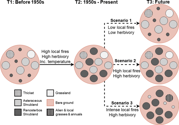 An illustration of development of site over time. More Asteraceous shrubland before 1950s, due to high local fires with high herbivory changes to more Renosterbos shrubland between 1959s to present. 3 scenarios in the future include high Asteraceous, high Renosterbos, and with most Renosterbos land.