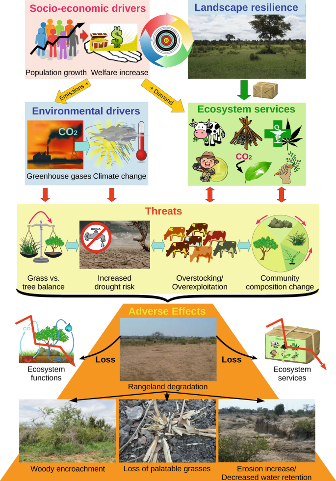 An illustrative chart presents the interactions between environmental and socioeconomic drivers, and vegetation. The threats are grass versus tree balance, increased drought risk, overstocking, and community composition change. The adverse effects include the loss of ecosystem functions and services.