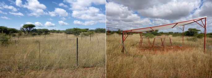 2 photographs of an open plot with dried grass and some trees. They are fenced differently.