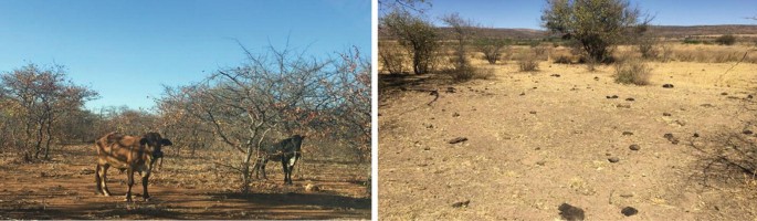 Two photos of a barren land. The photo on the left has two cows grazing on dry shrubs.