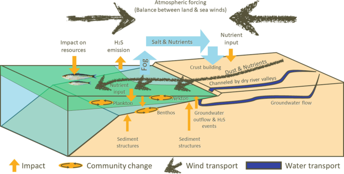 An illustration of a rectangular slab that is slightly raised from the right end. It is marked with several arrows indicating the impact, community change, wind transport, and water transport along with the transport of salt and nutrients, formation of fog, and crust building.