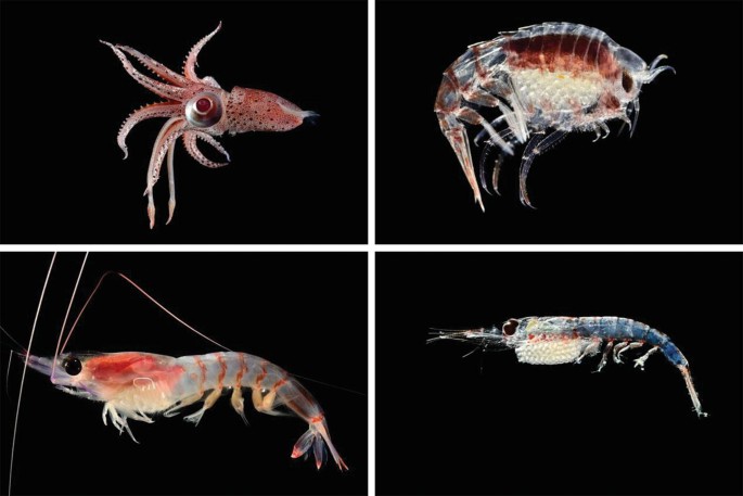 A collage of four different photos of squid, shrimp, and crabs on a dark background. The photos are all close-ups of the animals, and they exhibit their distinctive features.