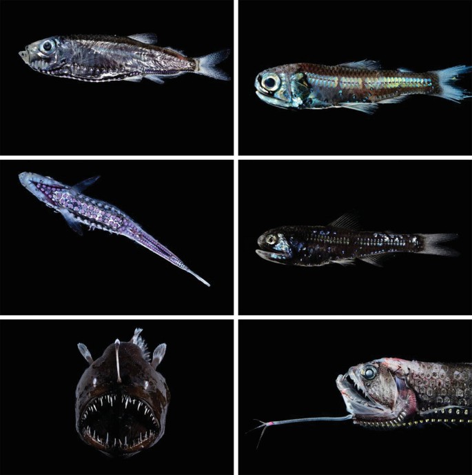 A collage of glowing deep sea fish on a dark background. The fish are all different shapes and sizes, and they are all glowing in different colors.