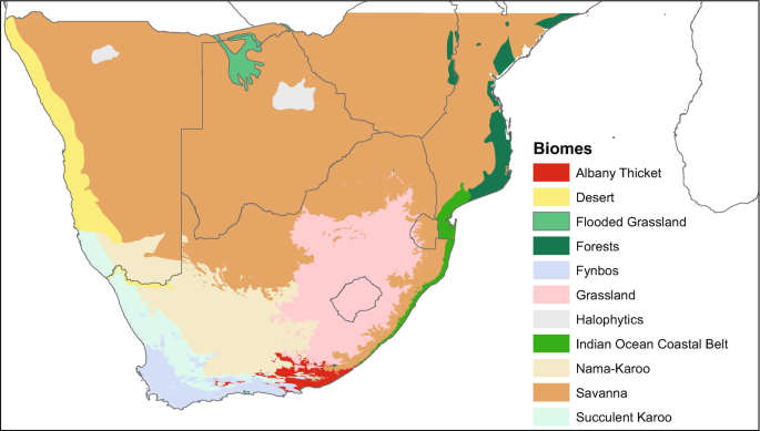 A map of South Africa exhibits colored areas that represent the following biomes. Albany thicket, desert, flooded grassland, forests, fynbos, grassland, halophytics, Indian Ocean coastal bell, nama-karoo, Savanna, and succulent karoo.