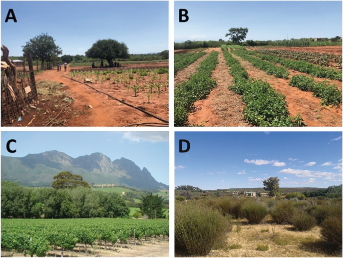 4 photos of croplands. A and B depict crop cultivation in rows. C depicts croplands and hills in the background. D depicts rangeland with bushes scattered.
