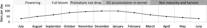 A graph plots liters per day versus months. It shows sections for flowering, full bloom, premature nut drop, oil accumulation in the kernel, and nut maturity and harvest. The line at premature nut drop and oil accumulation in the kernel slightly rises compared to other sections.