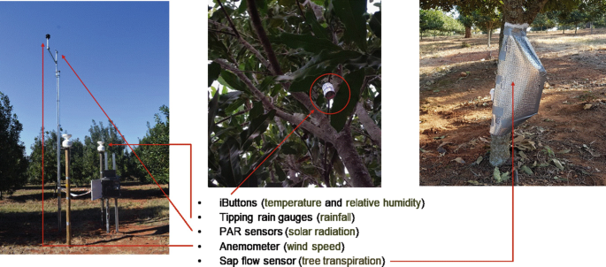 Three photos. The photo at the left captures tipping rain gauges, P A R sensors, and an anemometer. The photo in the middle captures i Buttons on a tree. The photo at the right captures the sap flow sensor.