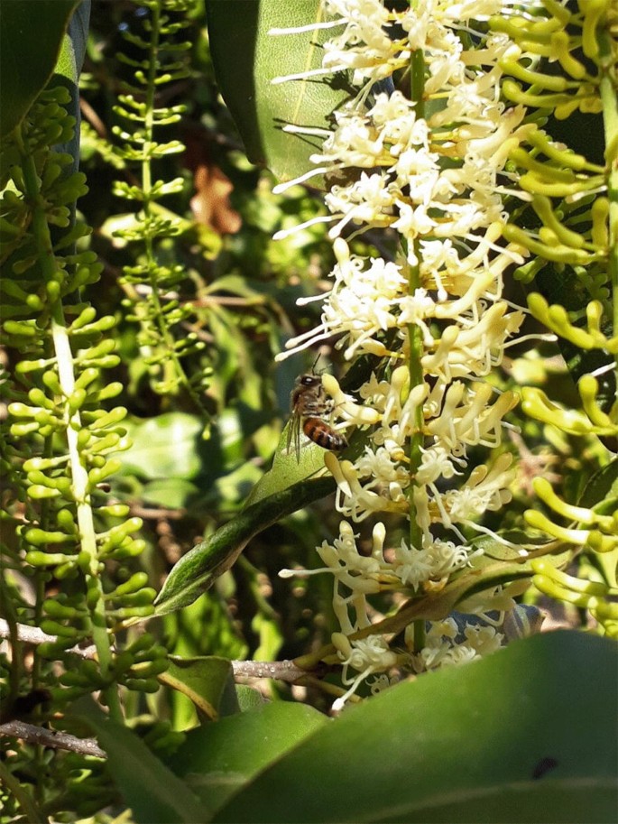 A photo captures a honeybee on macadamia flowers.