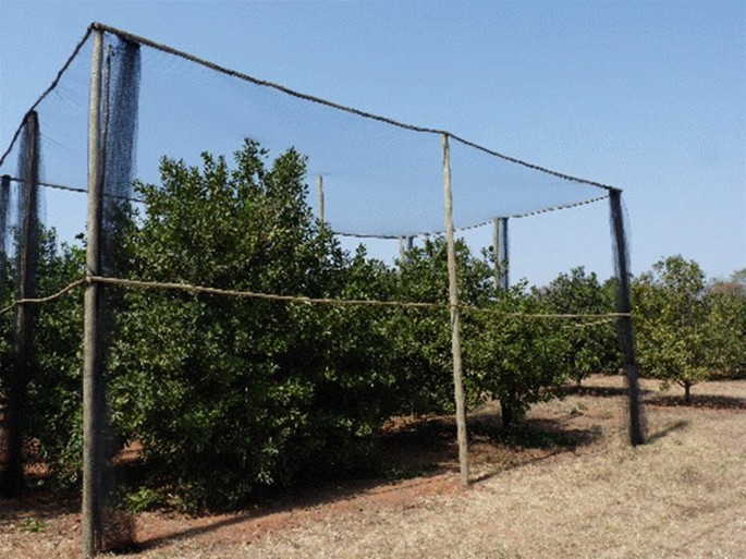 A photo captures a net cage that covers two small trees.