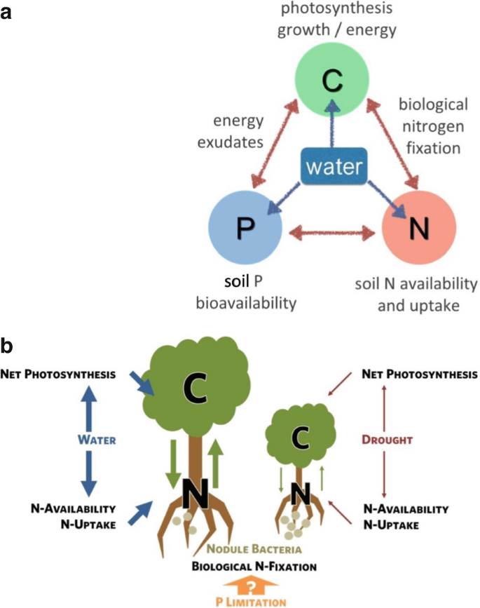 Two illustrations. A. A is an interconnected chart between photosynthesis growth, soil bioavailability, and soil uptake. B. B illustrates the uptake by trees of biological substances.