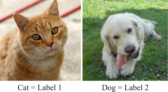 2 photographs of a cat and a dog. The text below the photograph of the cat and dog reads cat equals label 1 and dog equals label 2, respectively.