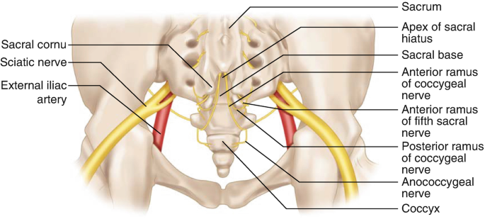 Coccydynia and the Sacrococcygeal Joint - Tailbone Pain