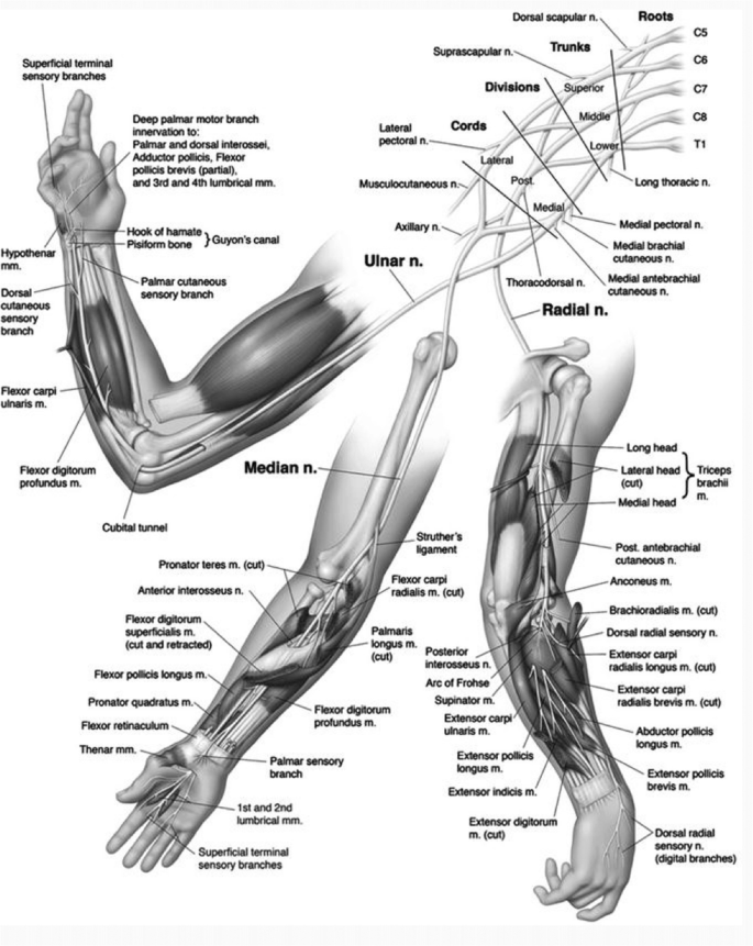 Ulnar, Median, Radial, and Antebrachial Cutaneous Nerve Blocks