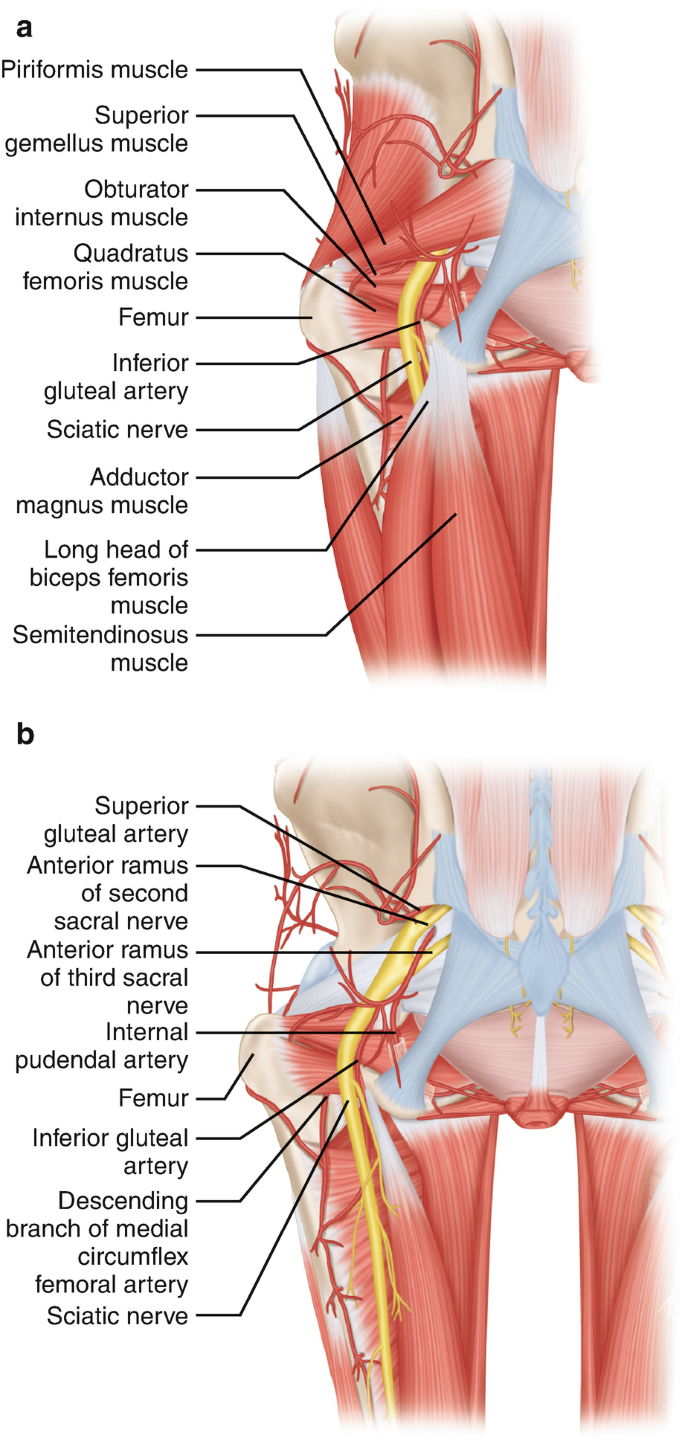 sciatic nerve branches