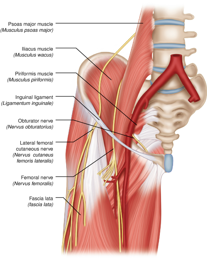 Lateral Femoral Cutaneous Nerve Block from the PNBschool