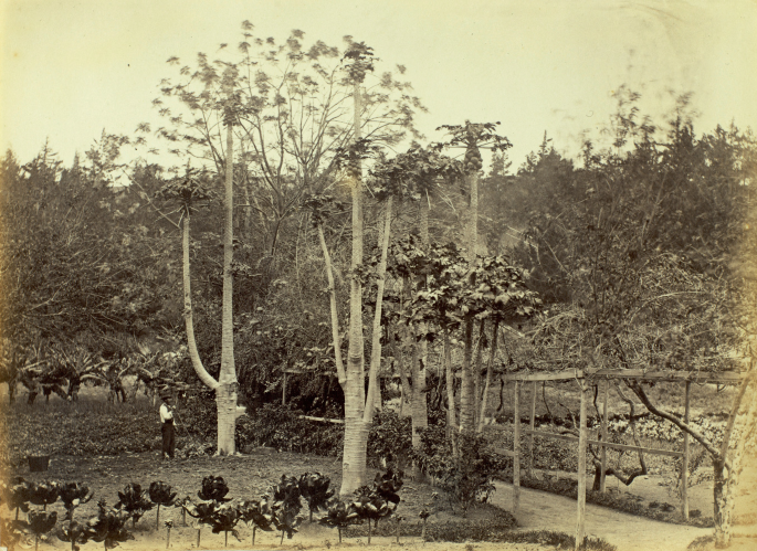 A photograph of a garden with papaya trees along with man stands.