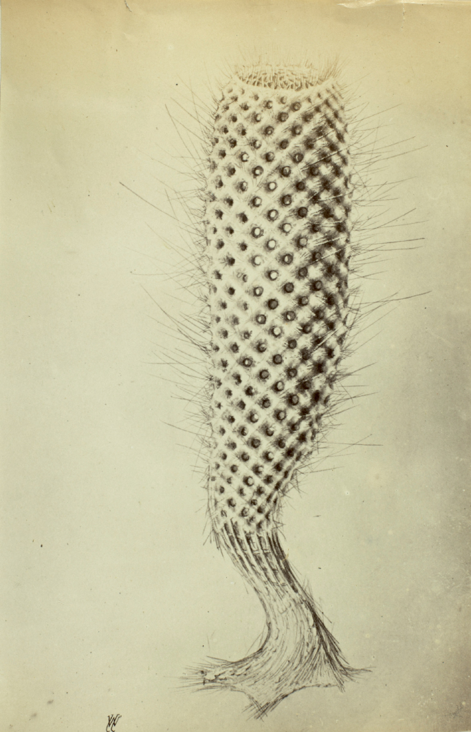 A photograph represents the Euplectella subarea with a basket-like structure.