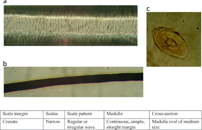 3 microphotographs and a table depict guard hairs of horse. A, main pattern of scales. B, whole mount. C, cross section. A table with 5 columns depicts details of the hair.