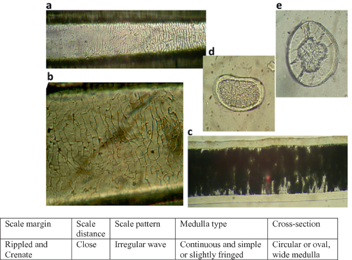5 microphotographs and a table depict guard hairs of domestic goat. A and B, pattern of scales. C, whole mount. D and E, cross sections. At the bottom, a table with 5 columns depicts details of the hair.