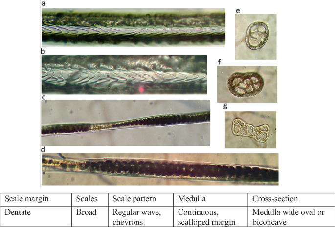 7 microphotographs and a table depict guard hairs of woolly hare. A and B, main pattern of scales. C, whole mount. D and E, cross sections. At the bottom, a table with 5 columns depicts details of the hair.