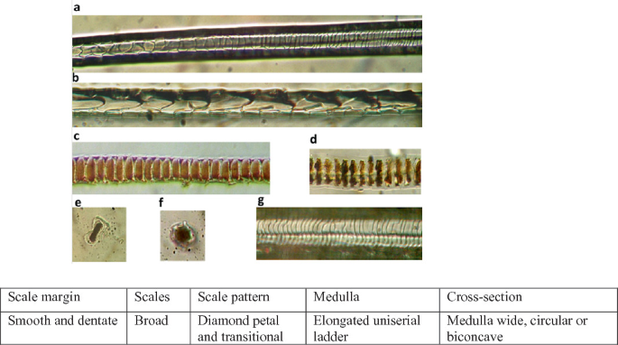 7 microphotographs and a table depict guard hairs of shrew. A, transitional pattern of scales. B, scale pattern on proximal part. C and D, whole mount. E and F, cross sections. G, scale pattern on distal part. At the bottom, a table with 5 columns depicts features of the hair.