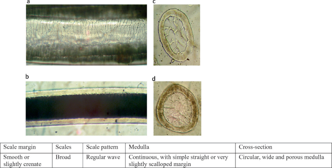 4 microphotographs and a table related to a guard hair of Himalayan tahr. A, pattern of scales on hair. B, longitudinal section. C and D, cross sections. At the bottom, a table with 5 columns depicts details with regard to guard hair.