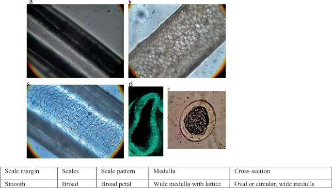 4 microphotographs and a table depict guard hairs of blue sheep. A, scales on tip. B, whole mount. C, main scale pattern. D and E, cross sections. At the bottom, a table with 5 columns depicts features with regard to guard hair.