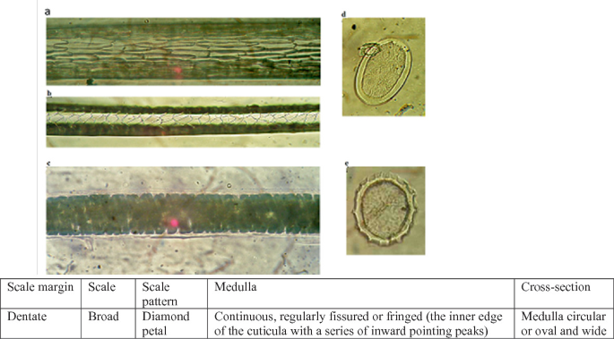 5 microphotographs and a table depict guard hairs of red fox. A, pattern of scales on proximal part. B, pattern of scales on the middle part. C, whole mount. D and E, cross sections. A table of 5 columns is depicted with details of guard hair.