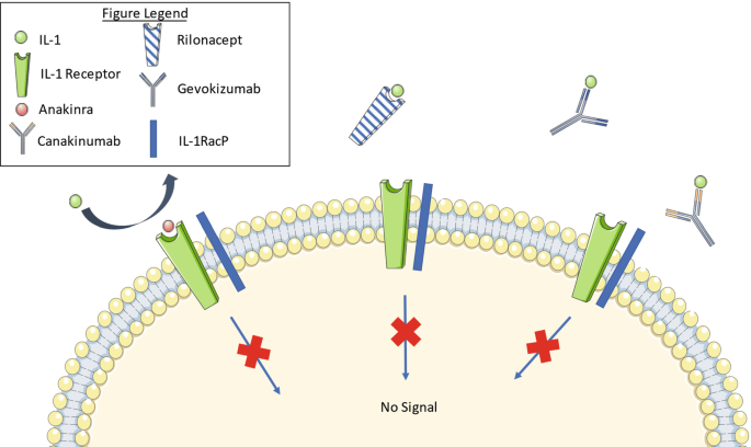 Interleukin-1 (IL-1) Pathway