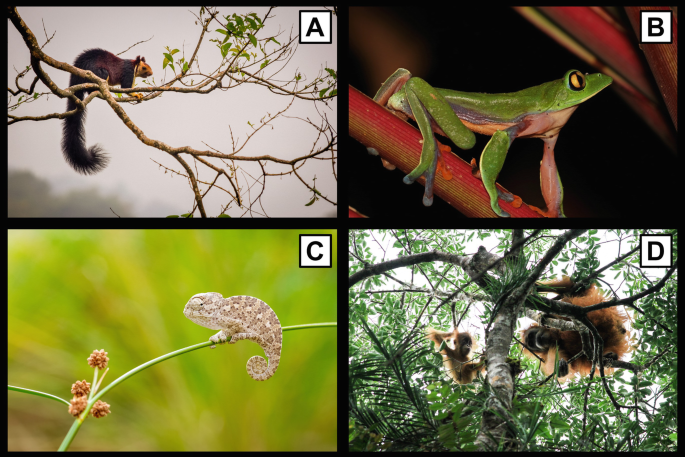 PDF) The Ecology of Trunk-To-Trunk Leaping in Saguinus fuscicollis :  Implications for Understanding Locomotor Diversity in Callitrichines