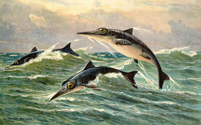 An Image shows the Ichthyosaurs, a Prehistoric animal, in a sea.