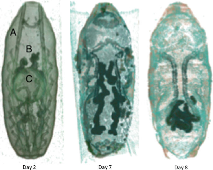 A micro C T scan of pupal development for three days. The days are day 2, 7, and 8. On the scan of day 2, three different parts of pupal labelled as A, B, and C are shown.