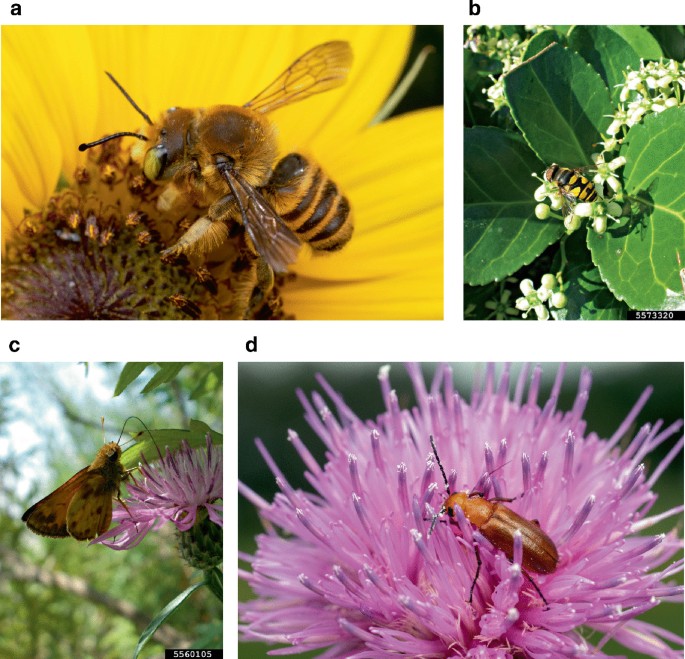 4 photographs of a native leafcutter bee, a syrphid fly, a skipper butterfly, and a flower-feeding blister beetle standing on different types of flowers and sucking nectar from it in a to d.