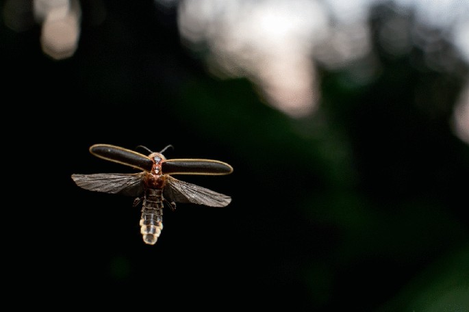 A close-up photograph of a dorsal view of a flying firefly with a segmented body, 2 pairs of wings in the thorax segment, and an abdomen that is tapered and slender and terminates at a narrow point.
