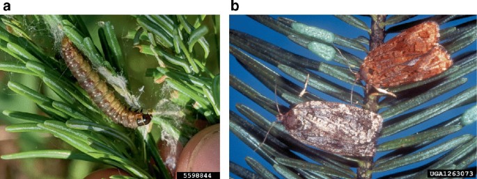 2 close-up photographs of a Choristoneura fumiferana larva feeding on leaves in a and a dorsal view of 2 adult moths seated on the leaves in b.