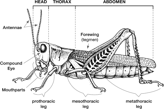 A lateral view diagram of an insect with labeled head, thorax, and abdomen regions. The parts labeled are a pair of antennae, compound eye, mouthparts in the head region, prothoracic leg and mesothoracic leg in the thorax region, and forewing tegmen and metathoracic leg in the abdomen region.