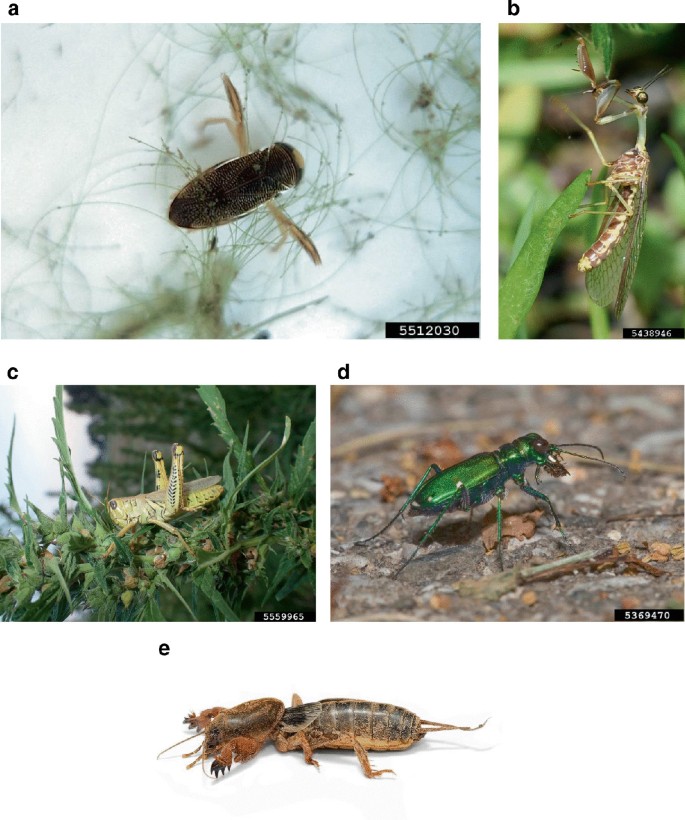 5 sets of photographs of insects with different types of legs. They include a water boatman with natatorial legs, a mantid fly with raptorial front legs, a grasshopper with saltatorial rear legs, a tiger beetle with cursorial legs, and a mole cricketer with fossorial legs in a to e.
