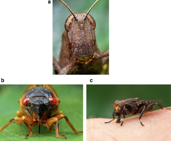 3 close-up photographs of insects with different types of mouthparts. They include a grasshopper with chewing, a periodical cicada with piercing and sucking, and a fly with sponging and lapping types of mouthparts in a to c.