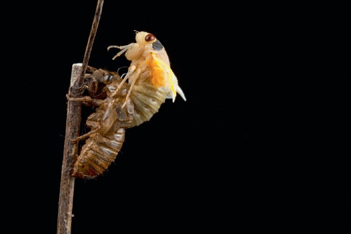 A photograph of the lateral view of 2 periodical cicadas perched on a stick and undergoing molting. The insects shed their outer exoskeletons to reveal their new and fresh body. They have a segmented thorax and six spindly legs.