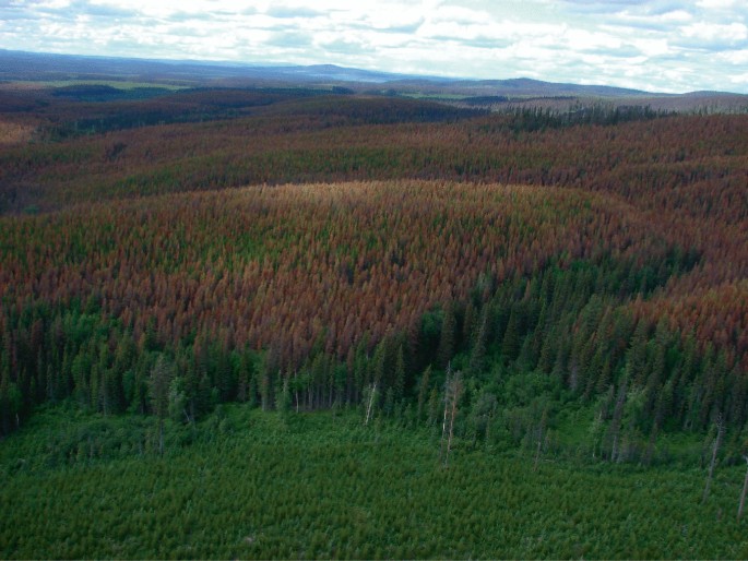 An aerial photograph of a wide pine forest region with mountains and cloudy sky background. Most of the leaves of the pine trees have colorations due to mountain pine beetle infestation.