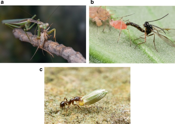3 close-up photographs of a mantid that captures a cricket tightly with its sharp, serrated claws in its front legs and feeds on it on a stick in a, a wasp that is landed on the back of the aphid and uses its long ovipositor to inject its eggs into the aphid's body on the surface of a leaf in b and an ant collects a seed on a dry, sandy surface in c.