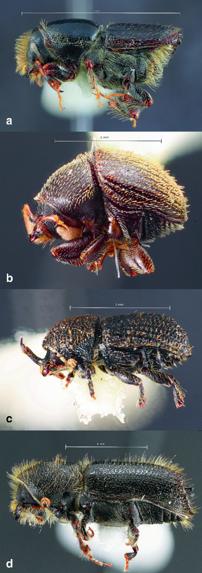 Four photos of bark beetles with measured parameters for 4 different species that range between 1 to 5 millimeters.