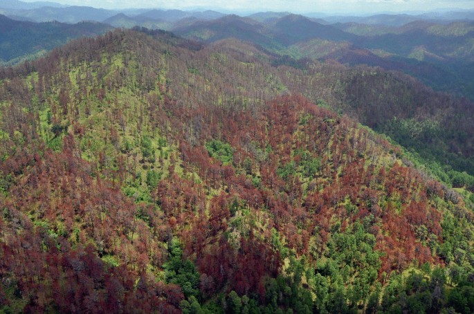 An aerial image of a forest with a range of mountains in the distance.