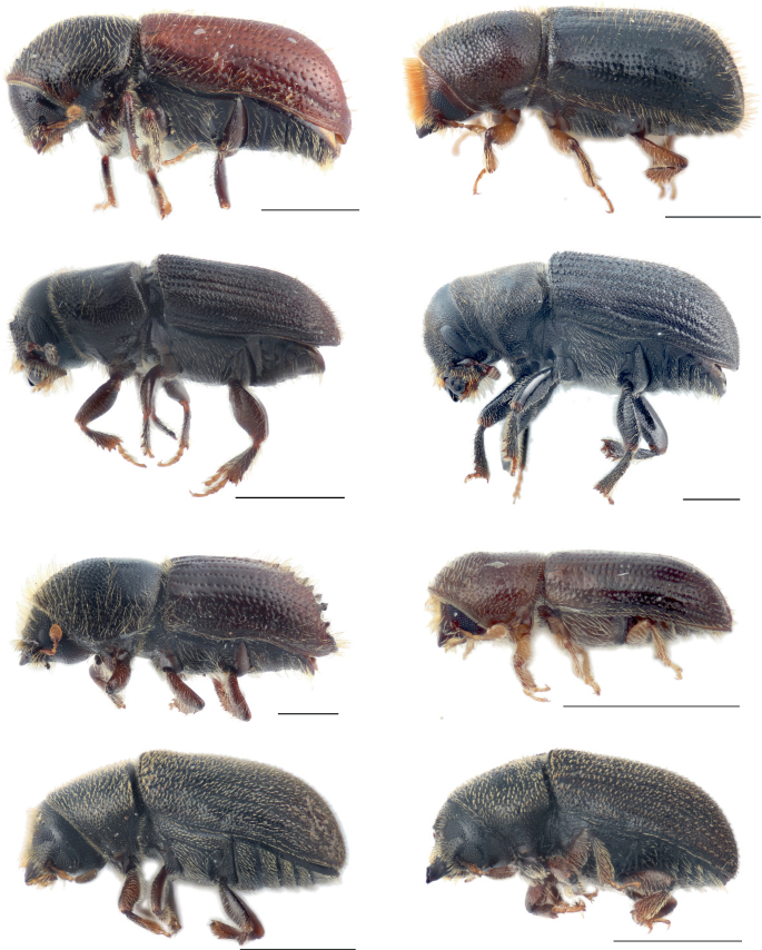 8 lateral views of distinct beetle species that compare and contrast the physical traits and size of the beetles.